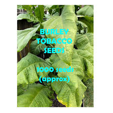 Tobacco Seed Burley 1000pk